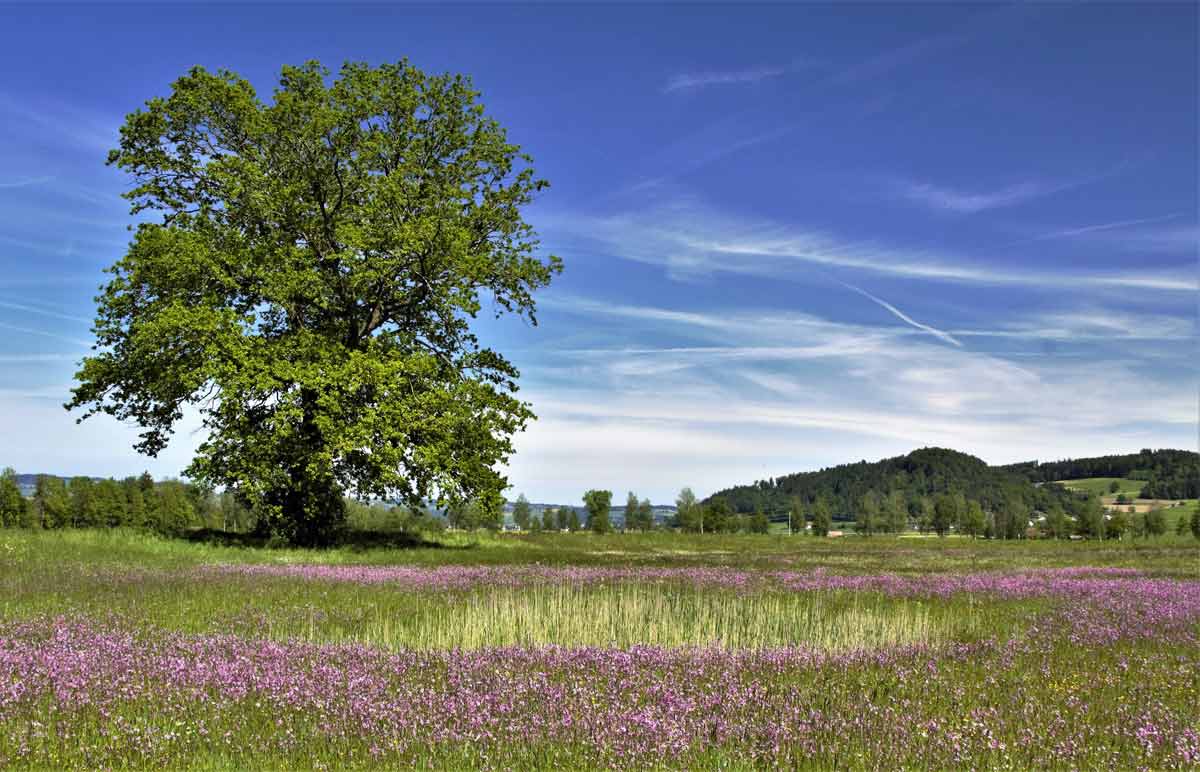 Wauwiler Ebene. Foto André Egli