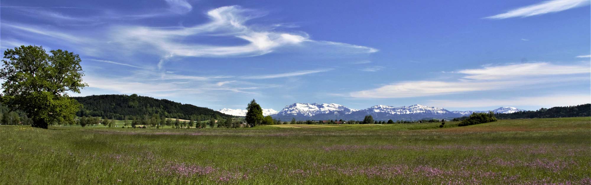 Wauwiler Ebene mit Alpen - Bild Andre Egli