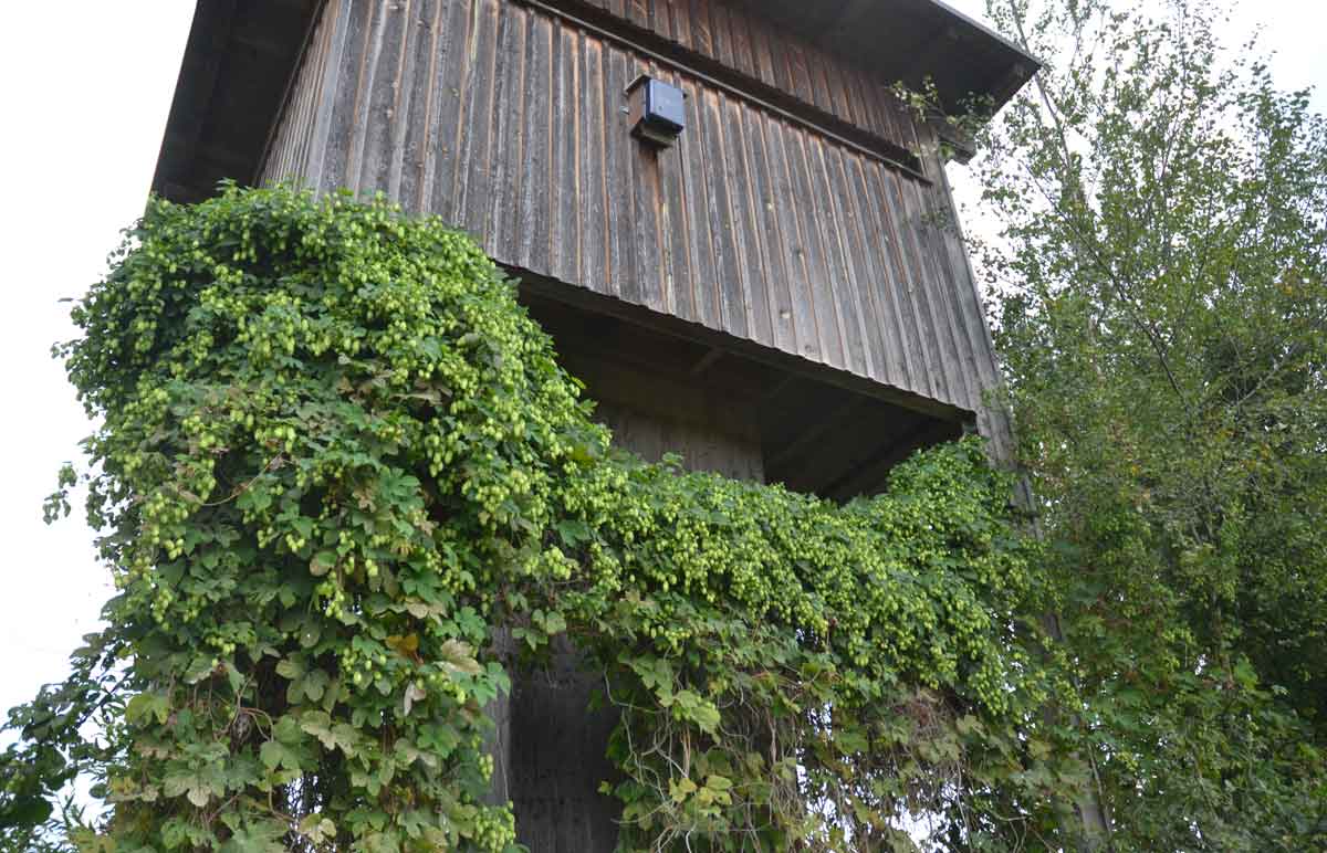 ältere Beobachtungsturm auf der
Westseite des Reservats, Wauwiler Ebene