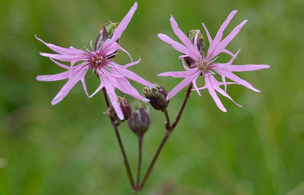 Lychnis - Bild info flora, Beat Bäumler